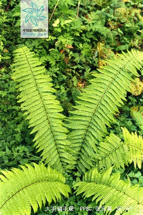 dryopteris wallichiana