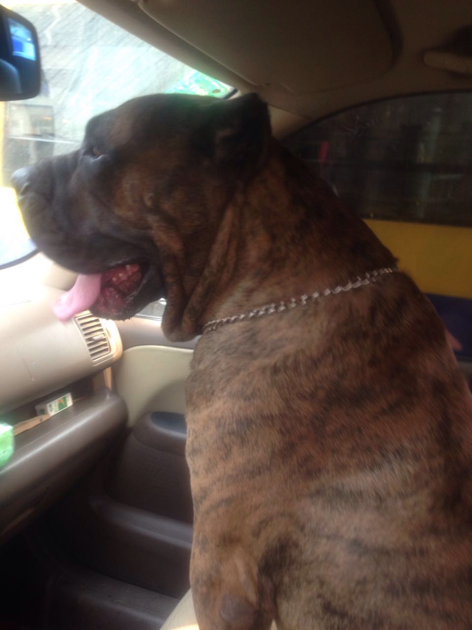 加纳利犬(加纳利犬有多大)