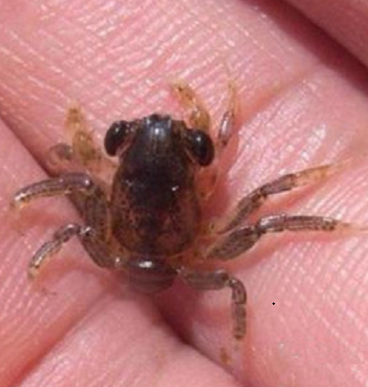 寄居蟹后期幼体