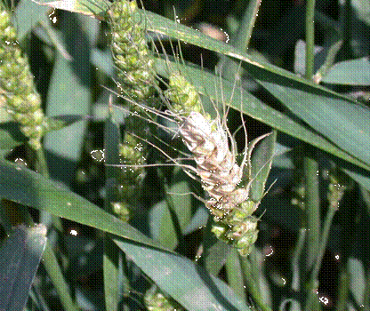 小麦霉病