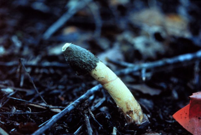 phallus ravenelii
