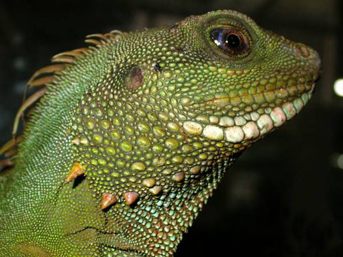  i>physignathus cocincinus /i>)是鬣蜥科,长鬣蜥属爬行动物