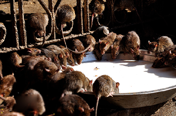 一位虔诚的印度都徒卡尔尼在公元十五世纪时兴建了一座老鼠庙