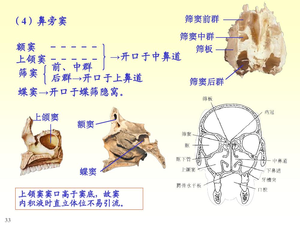 骨.～脑.～腔.颅:即头骨.由脑颅骨与面颅骨组成.