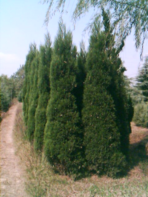  p>圆柏树,柏树品种,常绿乔木,树冠呈现塔形或圆形,故称圆柏树,原产自