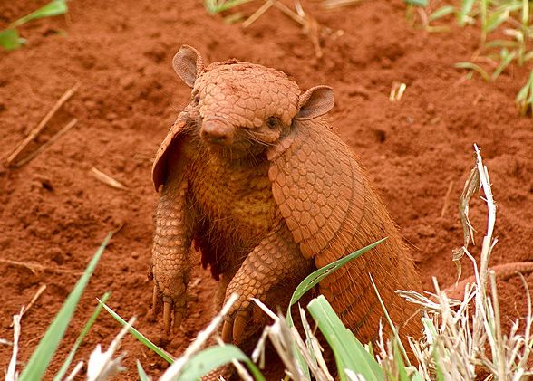  p>六带犰狳(学名euphractus sexcinctus),也叫黄犰狳,是生活在南美的