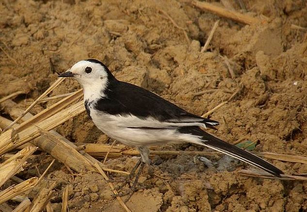  p>白鹡鸰普通亚种(学名:motacilla alba leucopsis)是雀形目鹡鸰科的