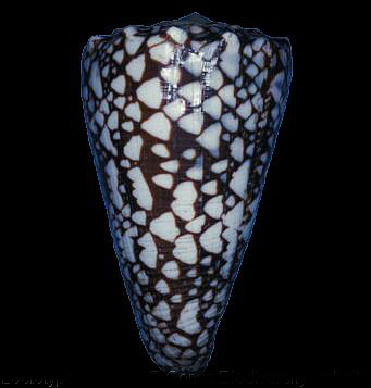  p>水磨石芋螺是新腹足目,芋螺科的一种贝类动物,分布于印度洋