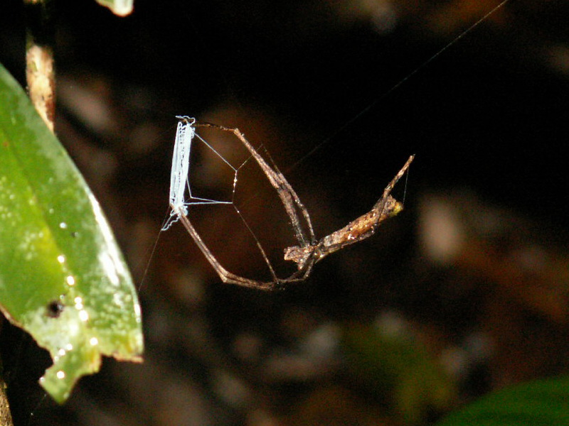 腿和腹部细长,4条腿支撑身体,4条腿用蜘蛛丝撑起网. /p>