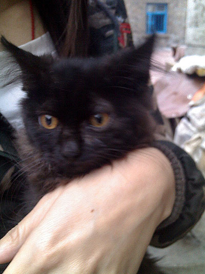 玄猫_百度百科