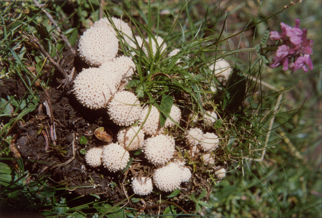  p>马勃(lasiosphaera seu calvatia)别名灰包, a href="#" data