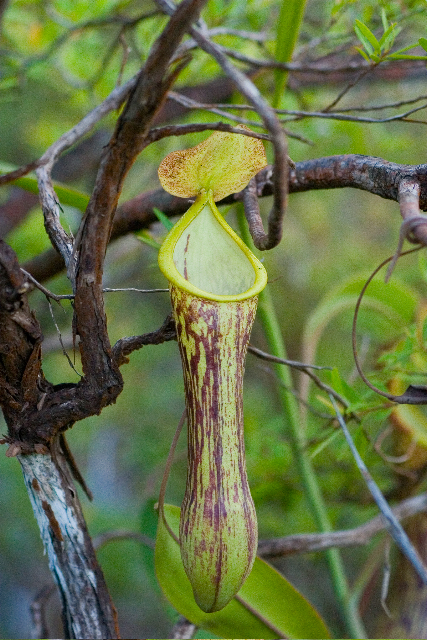 nepenthes hamiguitanensis