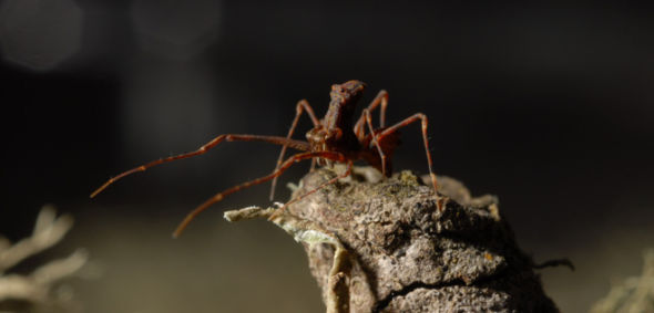  p>刺客蛛,英文名assassin spider (arthropoda)(arachnida),蜘蛛目