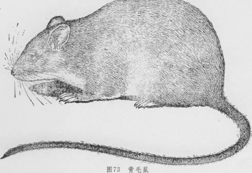  p>青毛鼠又名 a href="#" data-lemmaid="11231239">大山鼠 /a>, a