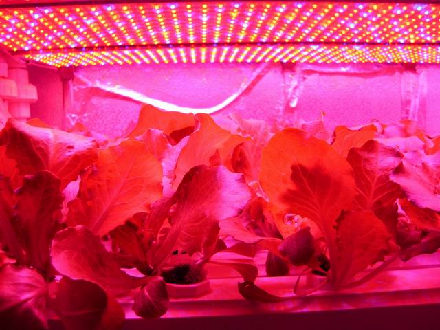 植物灯