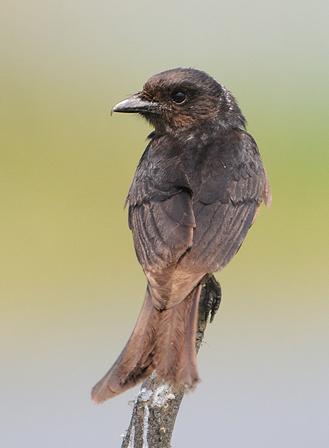  p>黑卷尾爪哇亚种(学名:dicrurus macrocercus javanus )是 a target