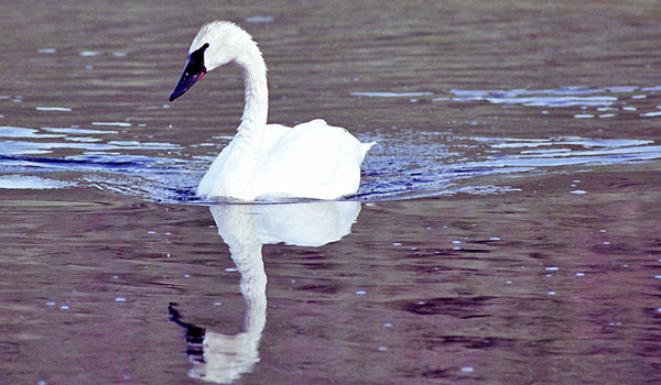 cygnus buccinator