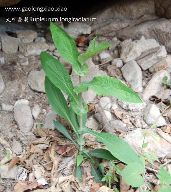  p> b>大叶柴胡 /b>(学名: i>bupleurum longiradiatum /i> f.