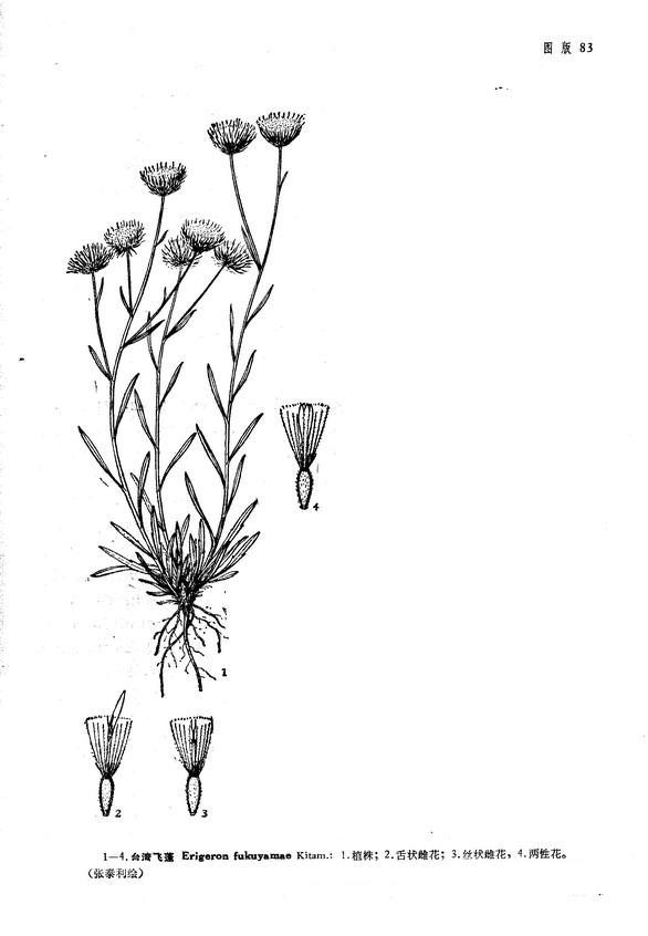  p>台湾飞蓬(学名:erigeron fukuyamae)为菊科飞蓬属的植物.