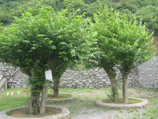 青檀（大麻科青檀属植物）_百度百科