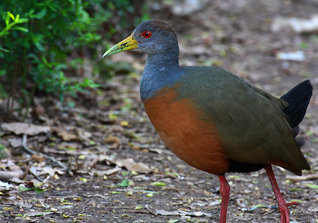  p>林秧鸡属(学名:aramides)是鹤形目秧鸡科的一类中型 a href="#"