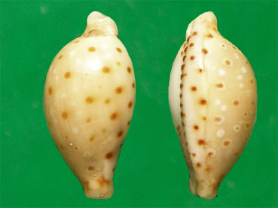  p>贝氏宝螺(学名:erosaria beckii beckii)是腹