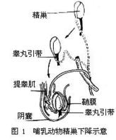 (male reproductive system)是雄性动物体内完成生殖过程的器官总称