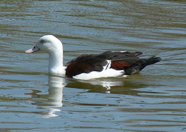  p>白腹麻鸭(学名:tadorna radjah)是 a target="_blank" href="/item