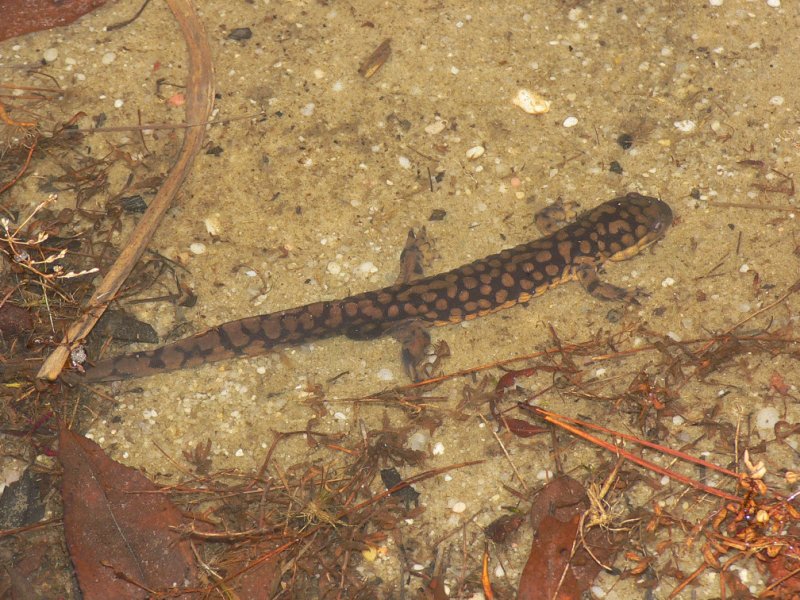 eastern tiger salamander