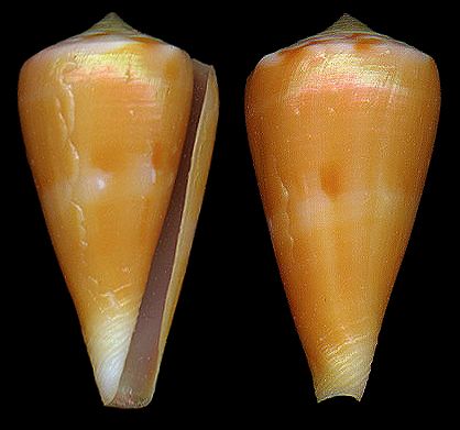  p>属热带地区的贝类,喜欢生活在温暖的水域中,栖息于50米以下深的沙