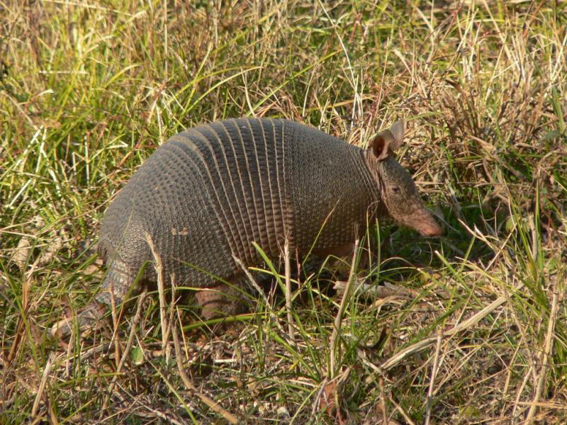 common long-nosed armadillo