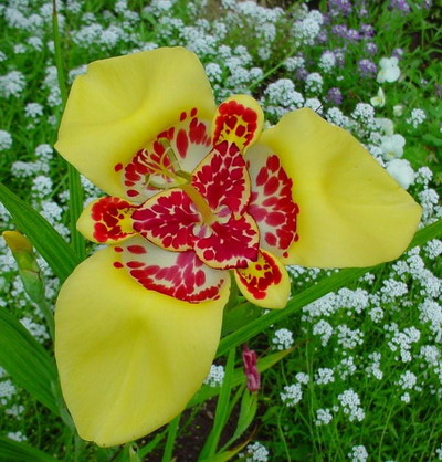 f.) ker-gawl.)是鸢尾科虎皮花属植物,球根花卉,高40～60厘米.