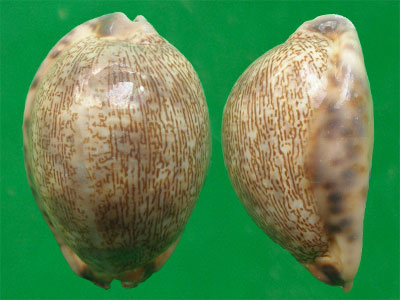  p>吉布宝螺(学名:mauritia arabica gibba)是 a