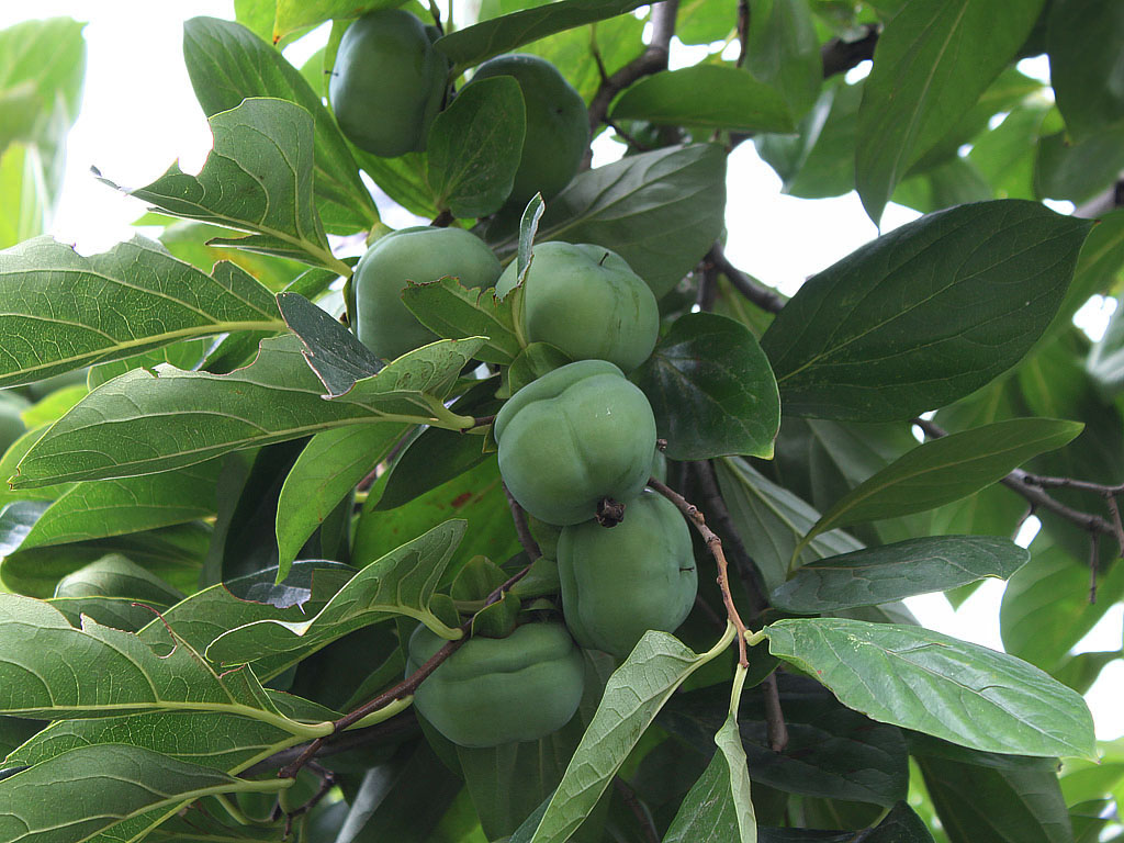 柿科(ebenaceae gürke)是杜鹃花目