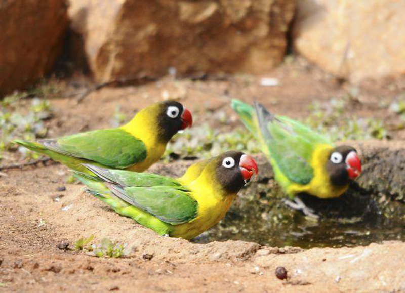  p>黄领牡丹鹦鹉(学名: i>agapornis personatus /i>):是一种小型的