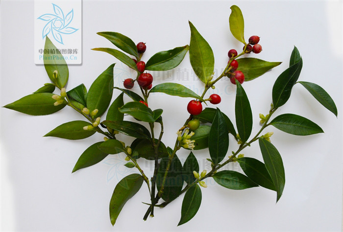  p>野扇花(学名:)是 a>黄杨科, /a> a>野扇花属 /a> a href="#" data