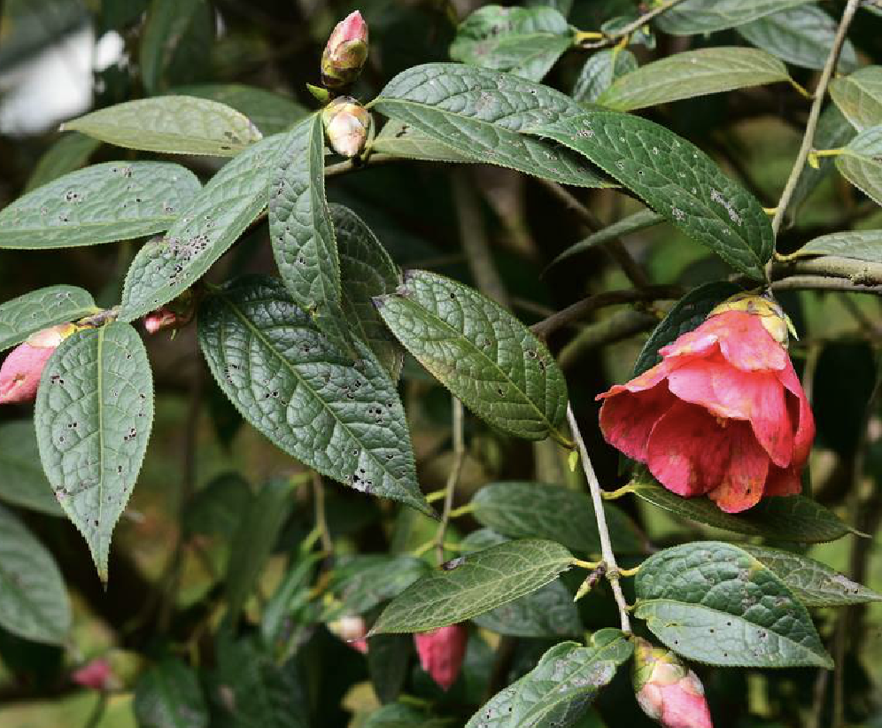 camellia polyodonta f. c. how ex hu
