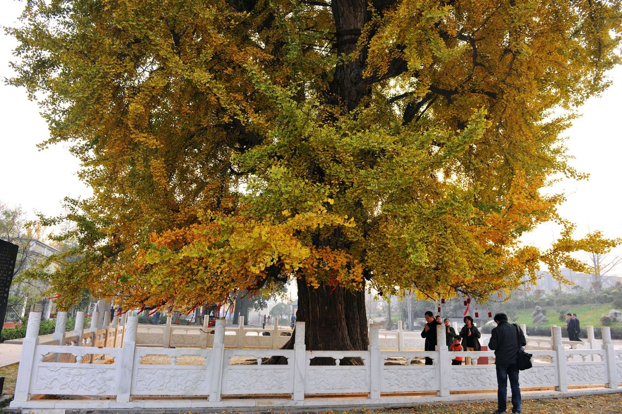 县新村乡,是全国最大的 a target="_blank" href="/item/银杏/229130"