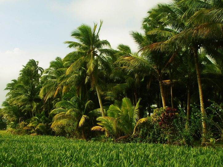  p>水椰(学名: i>nypa fructicans /i> wurmb.