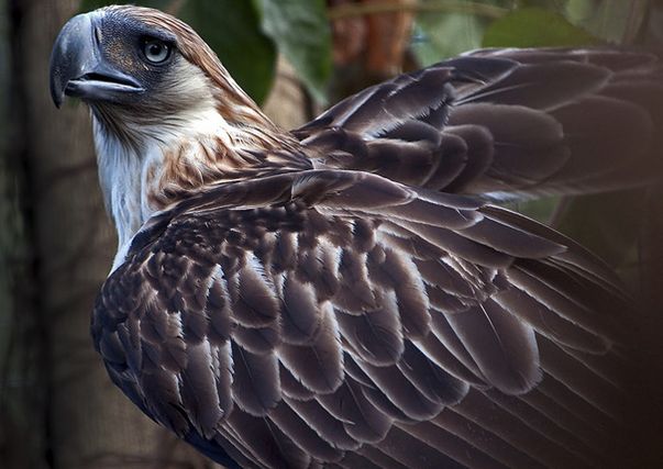  p>食猿雕(学名: i>pithecophaga jefferyi /i>):也称作菲律宾雕.