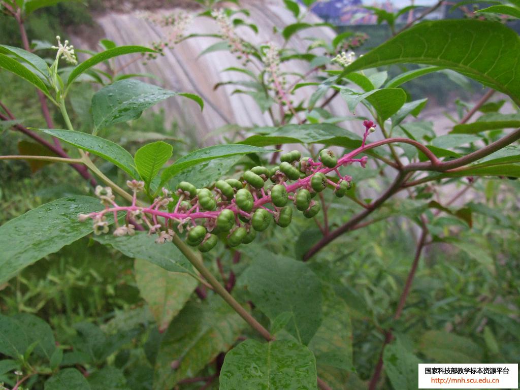  p>心皮是变态的叶, a target="_blank" href="/item/雌蕊/2375563"