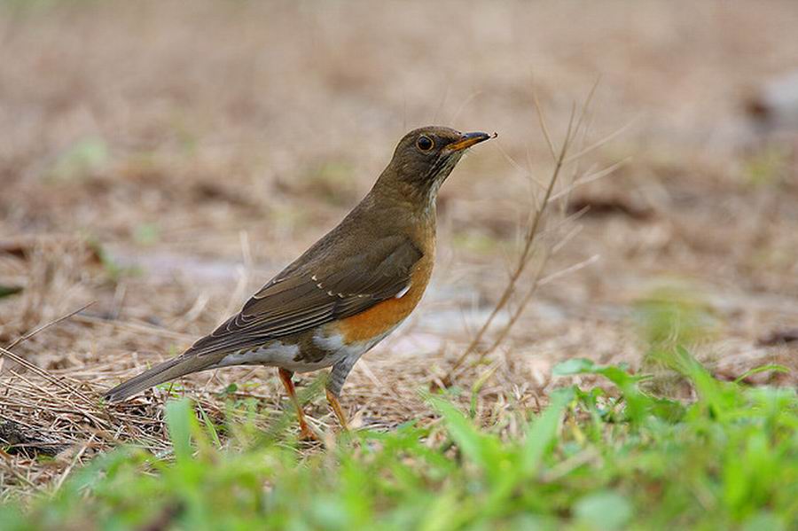  p>赤胸鸫(学名: i>turdus chrysolaus /i>)是鸫科,鸫属中型鸟类,体长