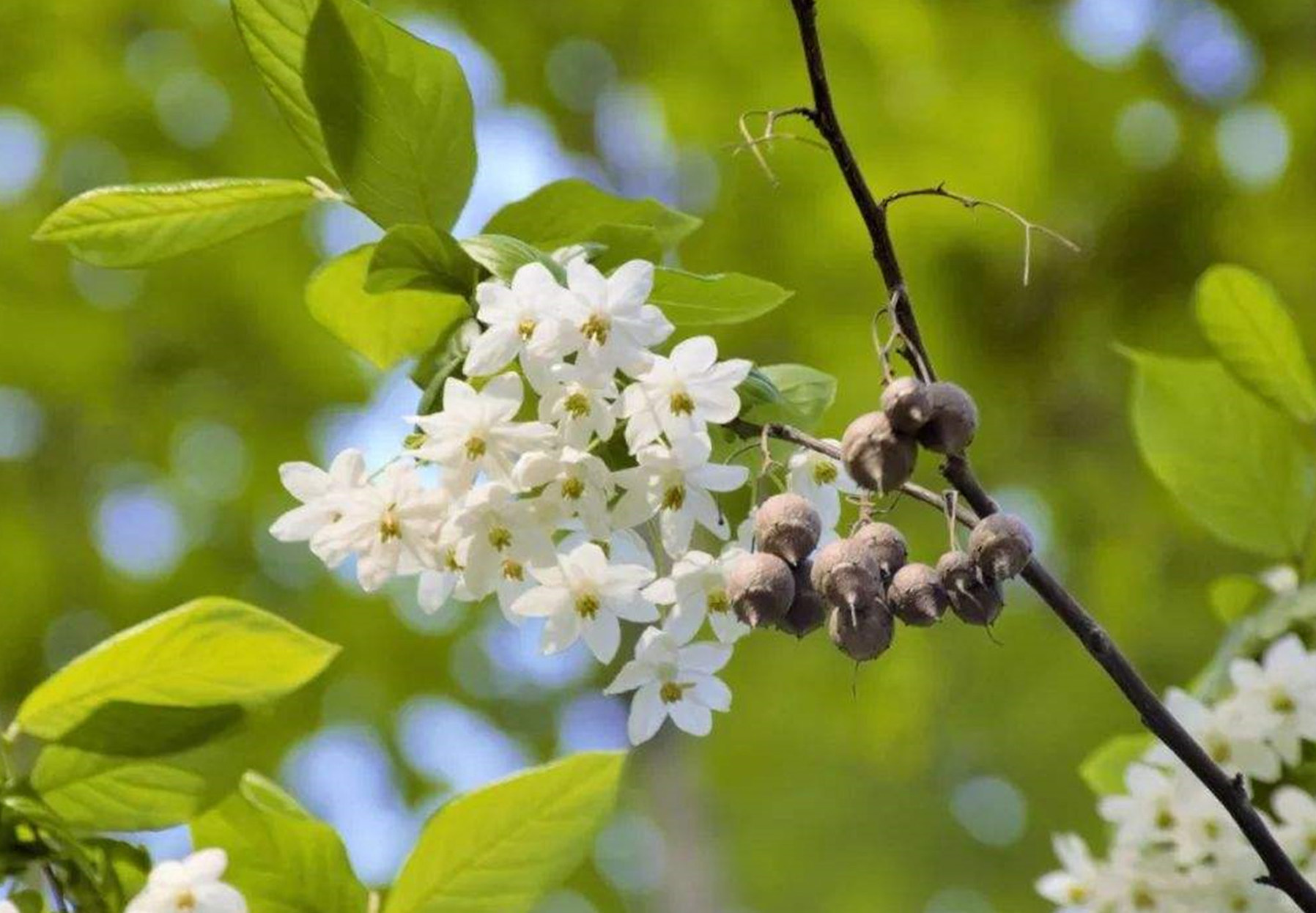 树(学名: i>sinojackia xylocarpa hu /i>)是安息香科,秤锤树属落 a