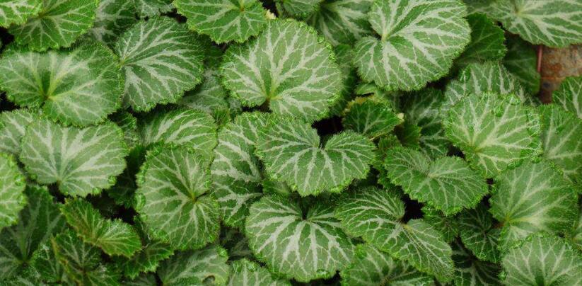 小主轴分枝,具莲座叶丛;花茎紫色,中下部无毛,上邪疏生腺毛. /p>