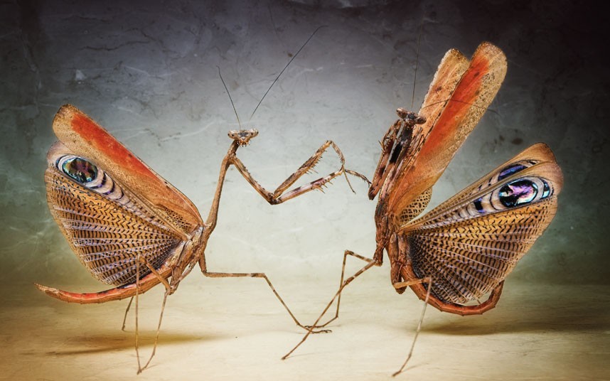  p>孔雀螳属的螳螂当张开翅膀时,好似孔雀开屏一般,因此得名. /p>