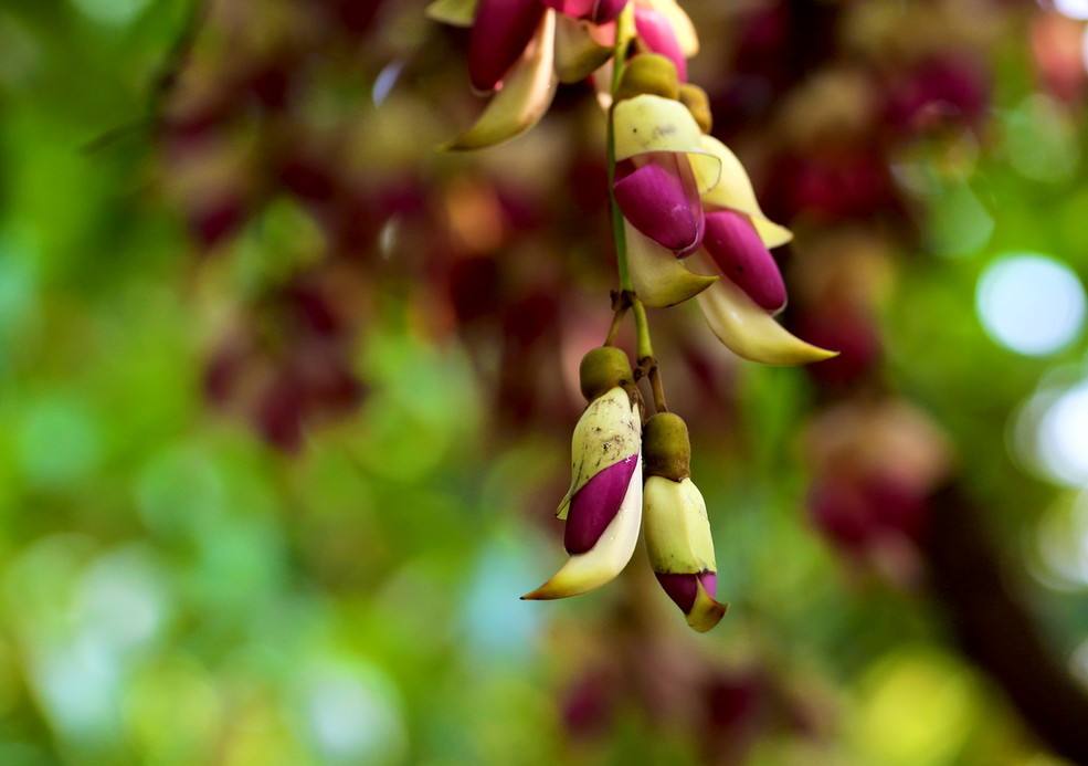 紫雀花属( a target="_blank" href="/item/学名/8074290" data