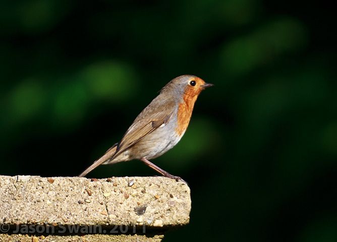  p>红胸鸲(学名: i>erithacus rubecula melophilus /i>),又叫 a