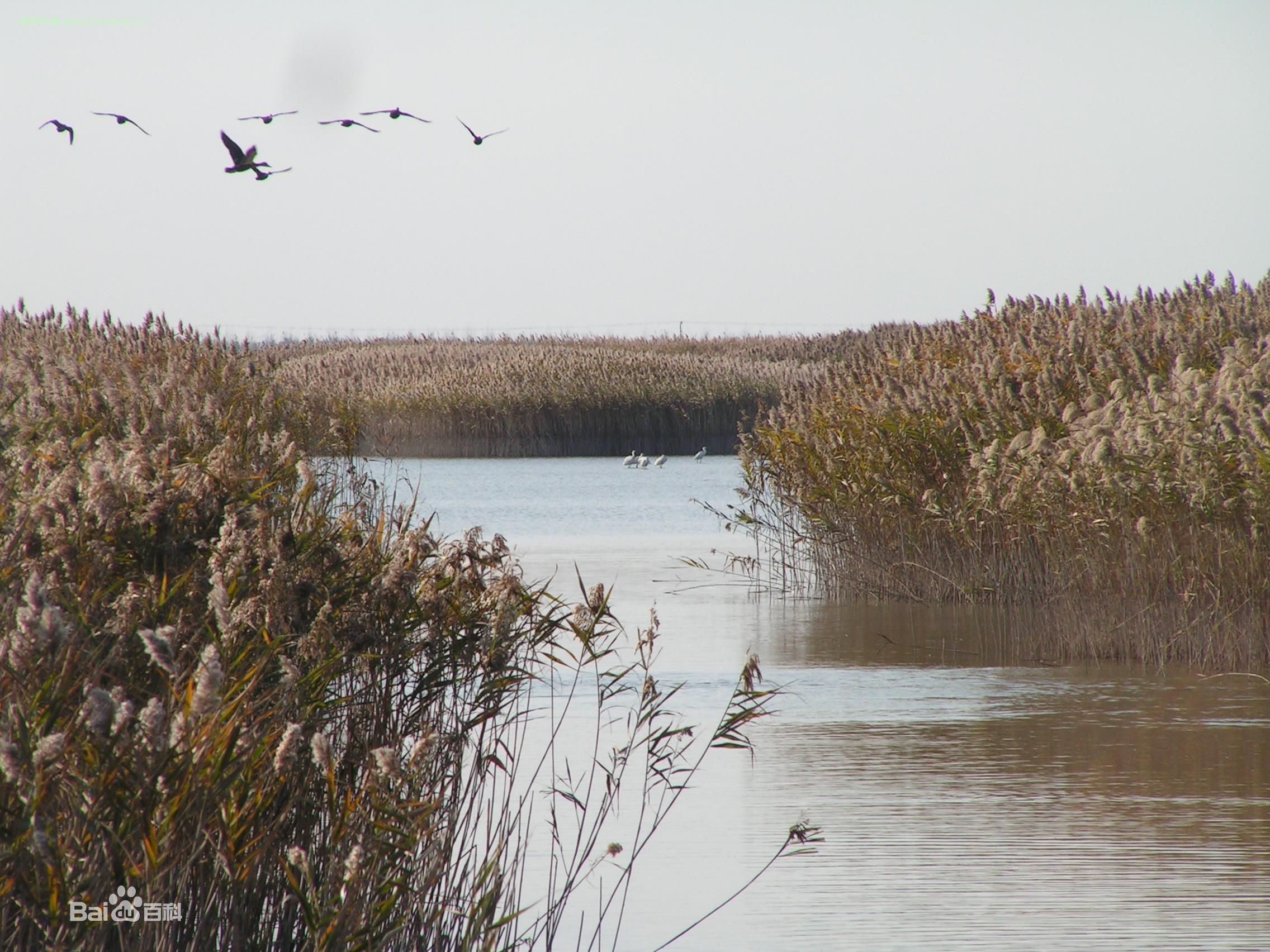 上海市崇明东滩鸟类国家级自然保护区