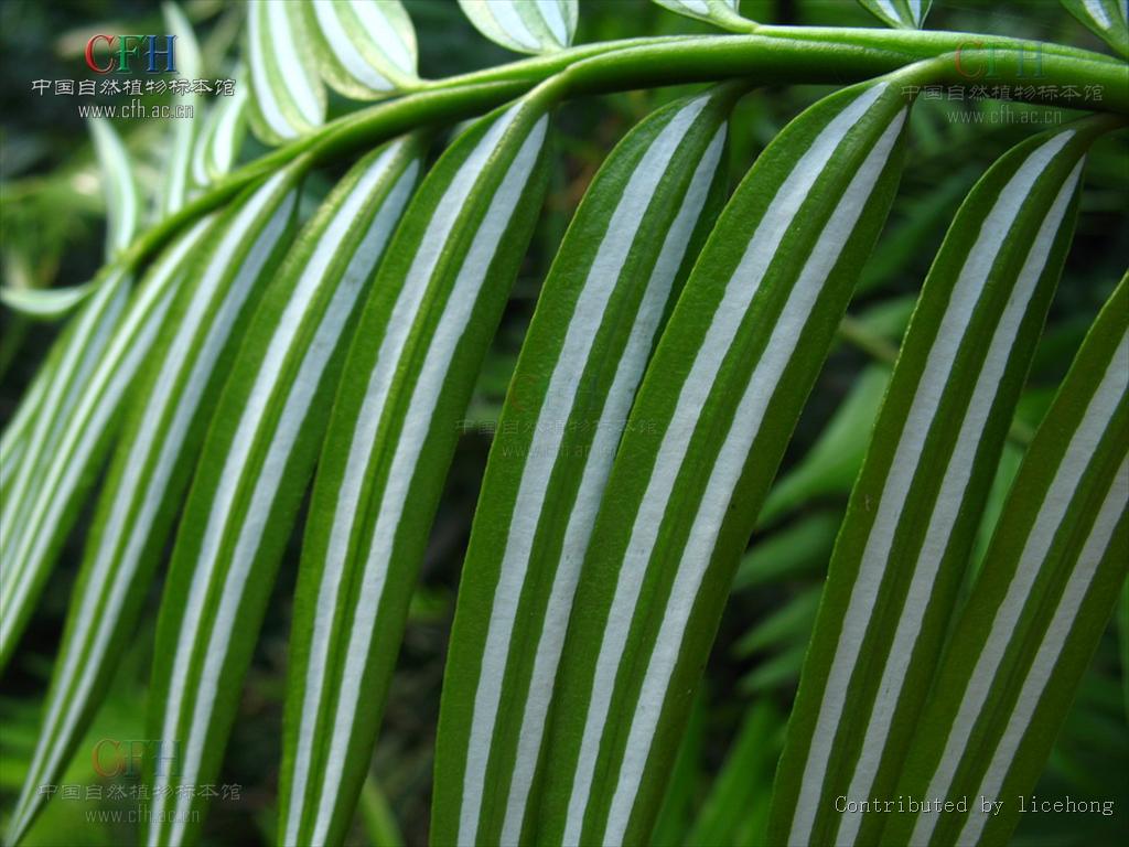 amentotaxus argotaenia (hance) pilger