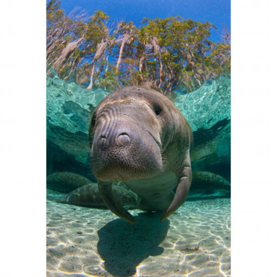  p>儒艮(学名: i>dugong dugon /i>),是一种海洋草食性 a href="#"